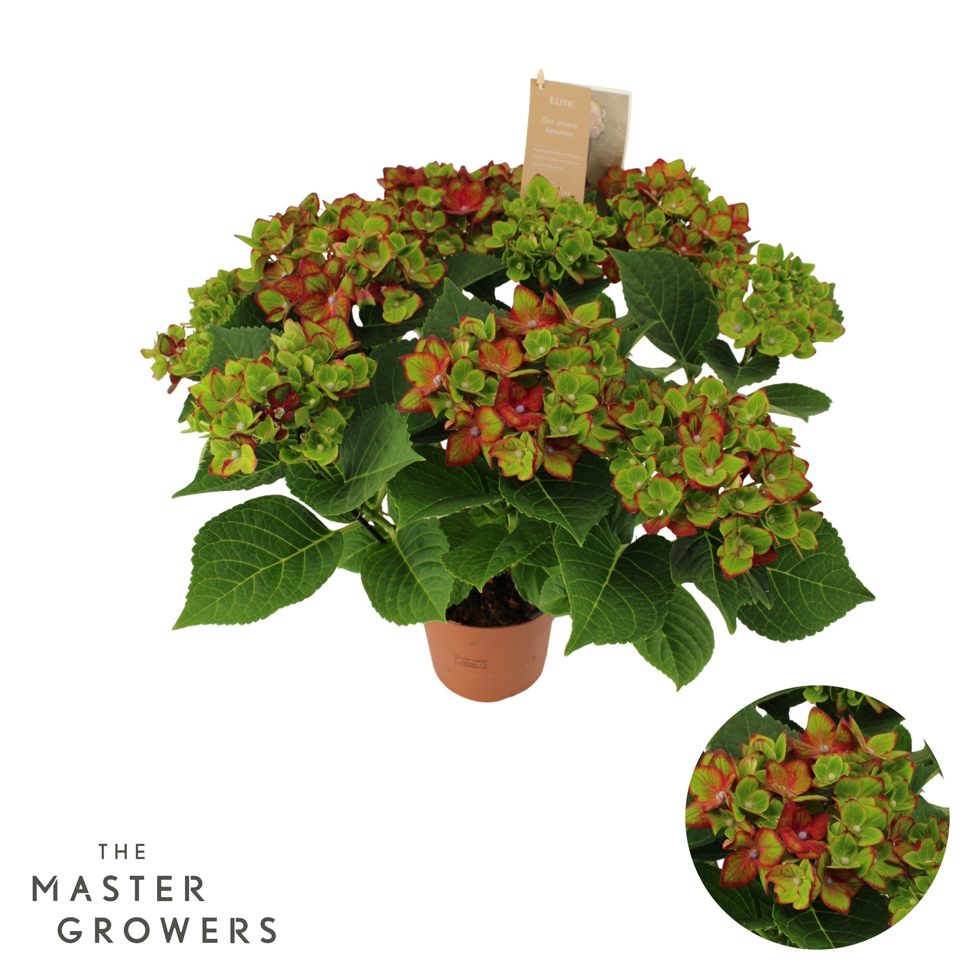 Hydrangea Hi Road lila 7/8 flowers, D 14