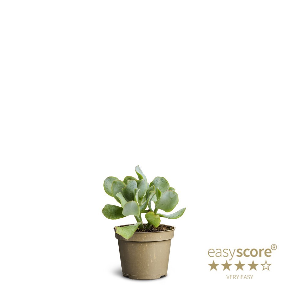 CRASSULA OVATA 'HORN TREE', D 6 cm