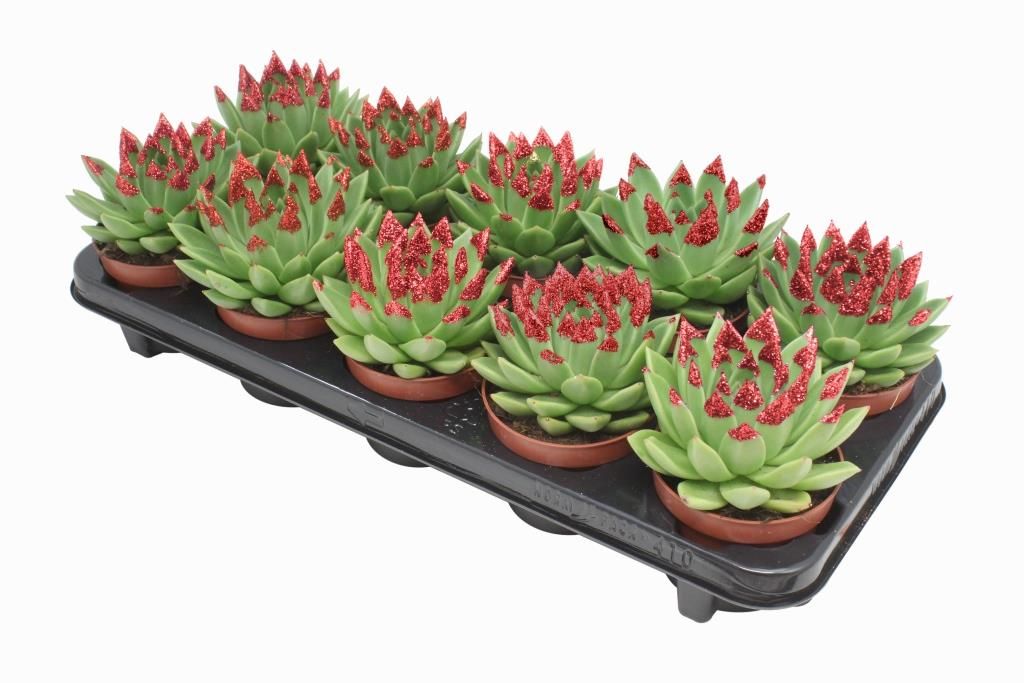 Miranda + red Natureglit® points, D 10,5