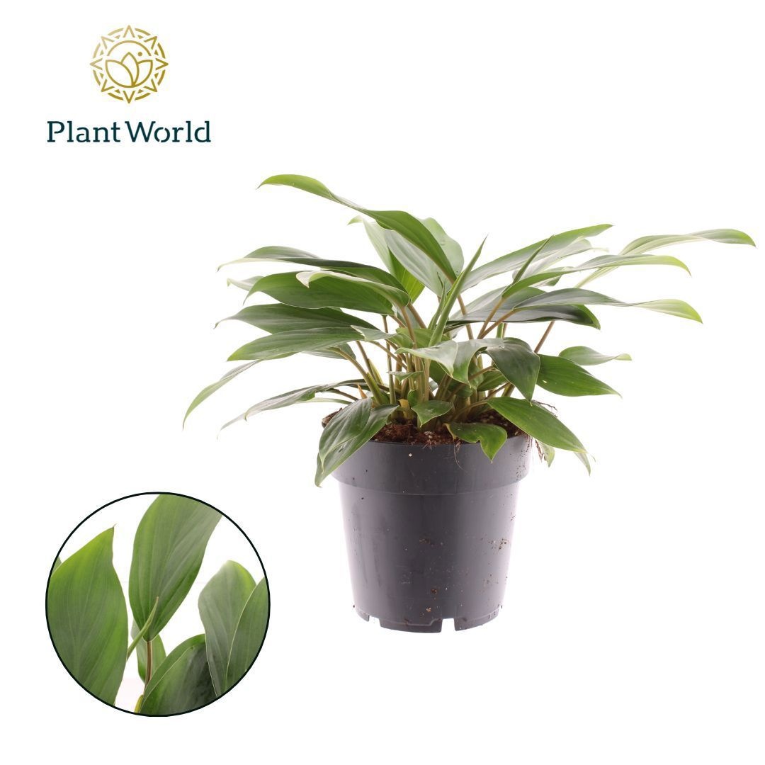 Homalomena Tropical Green, D 14