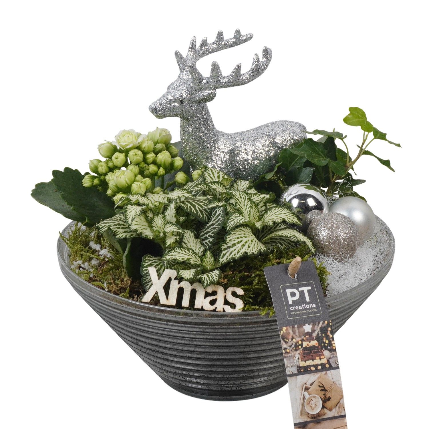 PTCHW4351 Arrangement Christmas White in glas schaal, D 19 cm