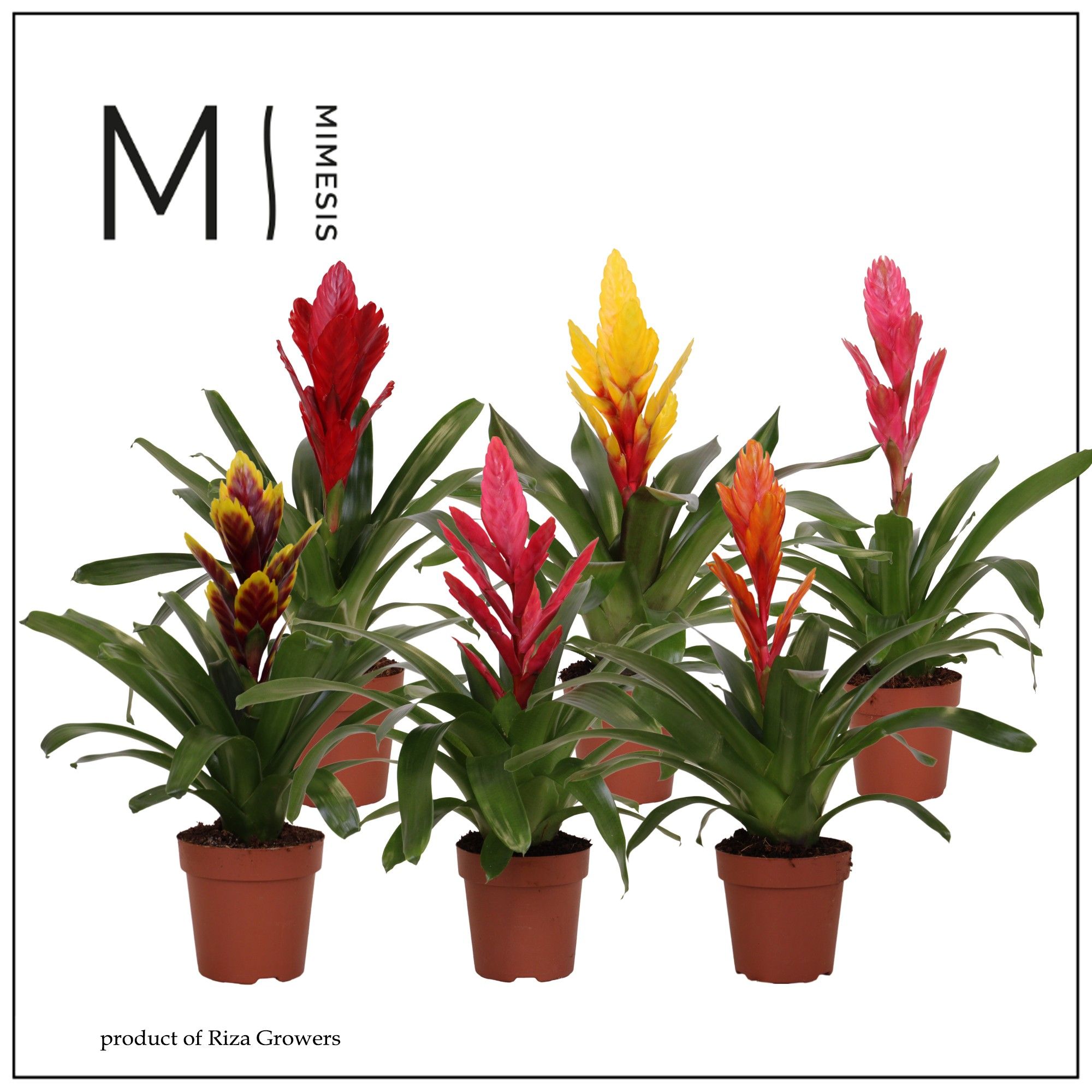 Vriesea Classic - 12cm | Mimesis, D 12