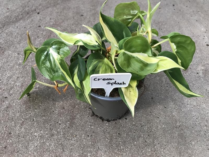 PHILODENDRON HEDERACEUM 'CREAM SPLASH', D 12 cm