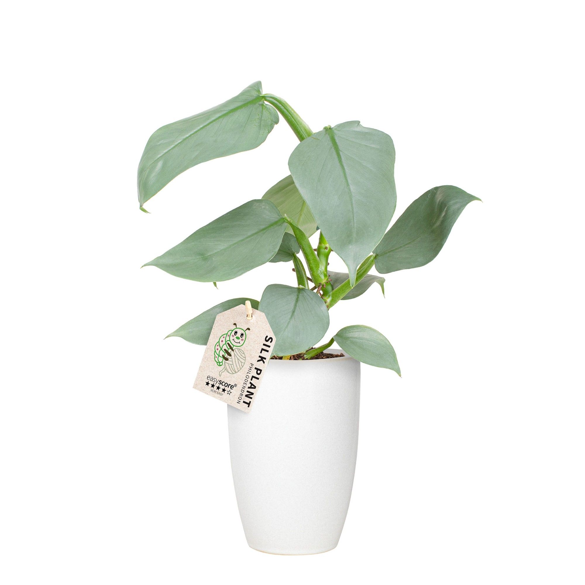 Classic White, Philodendron ´Silver Sword´, D 12