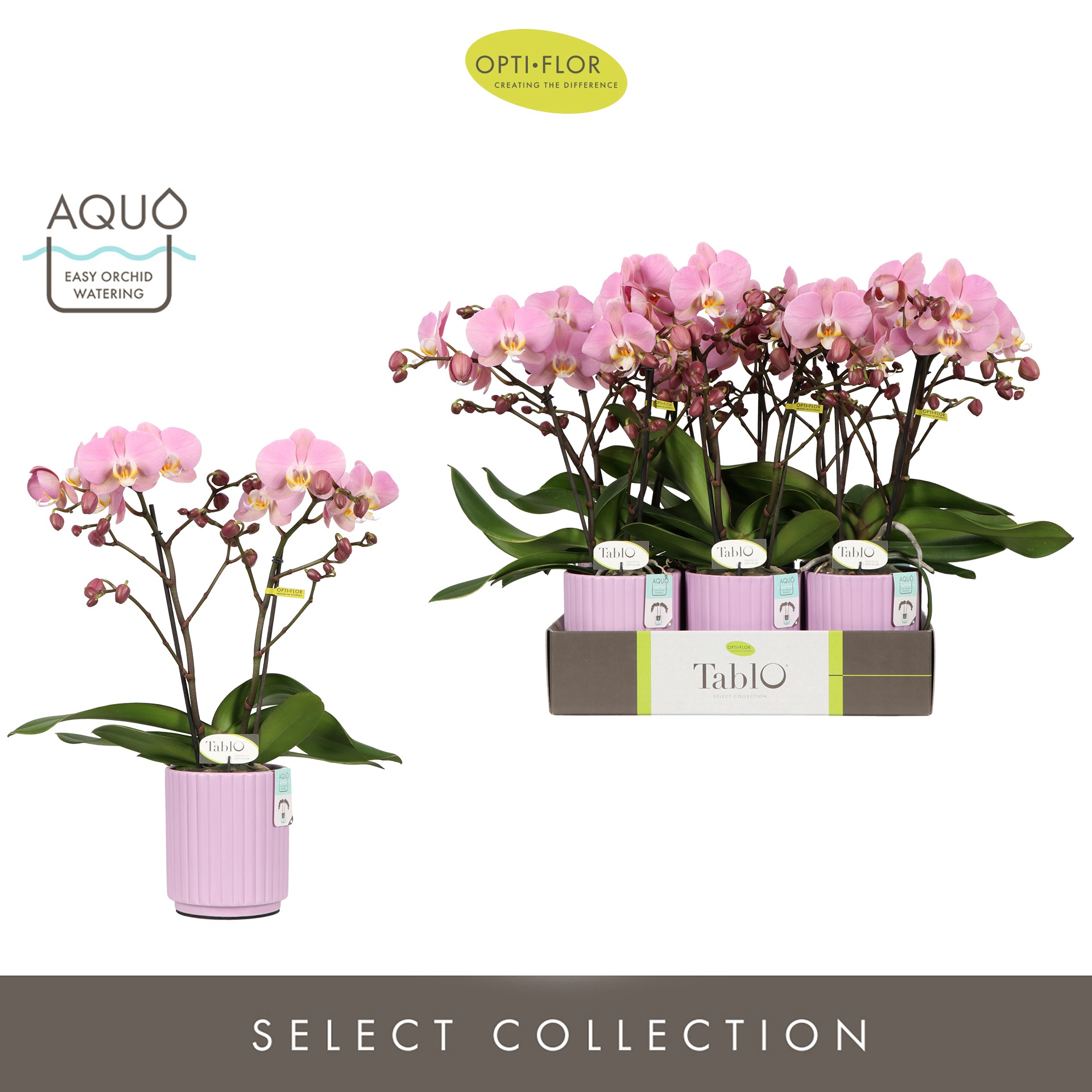 Tablo Cosmopolitan 2 spike in Molise Lilac Aquo, D 12 cm