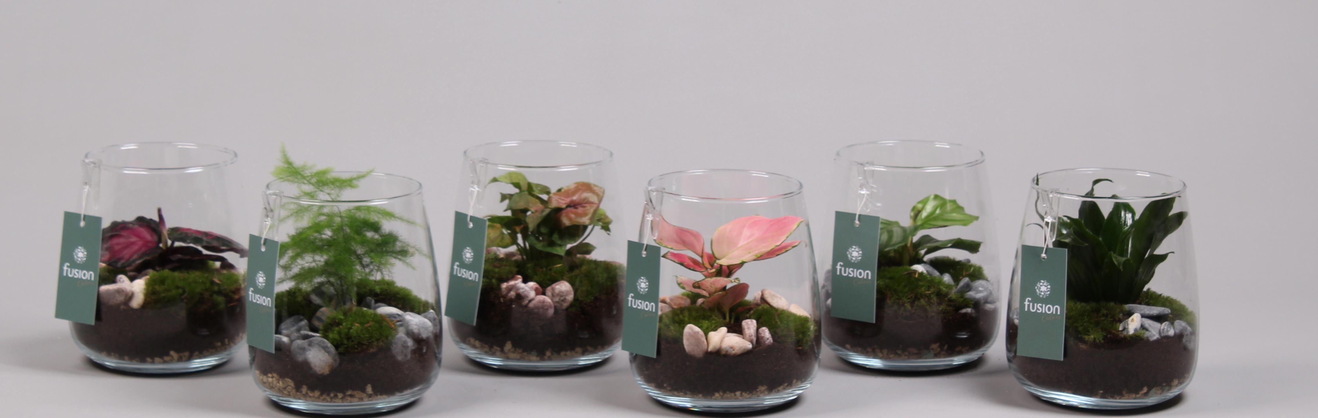 Glazen vaas Alzada met plantmix, D 15