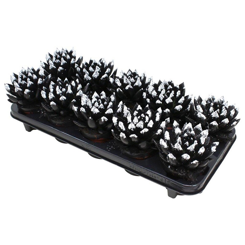 Miranda coloured black + snow, D 10,5