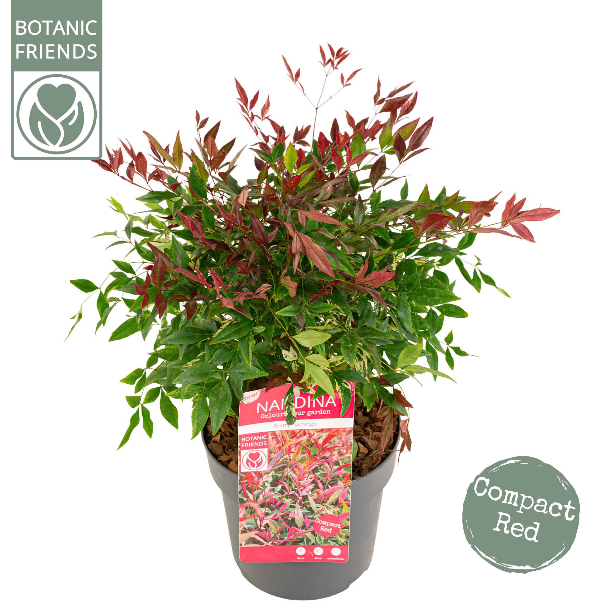 Nandina dom. 'Pretty Flamingo', D 19