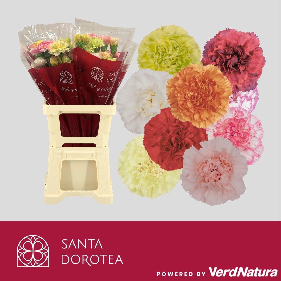 Диантус од. Микс в пачке, шт.