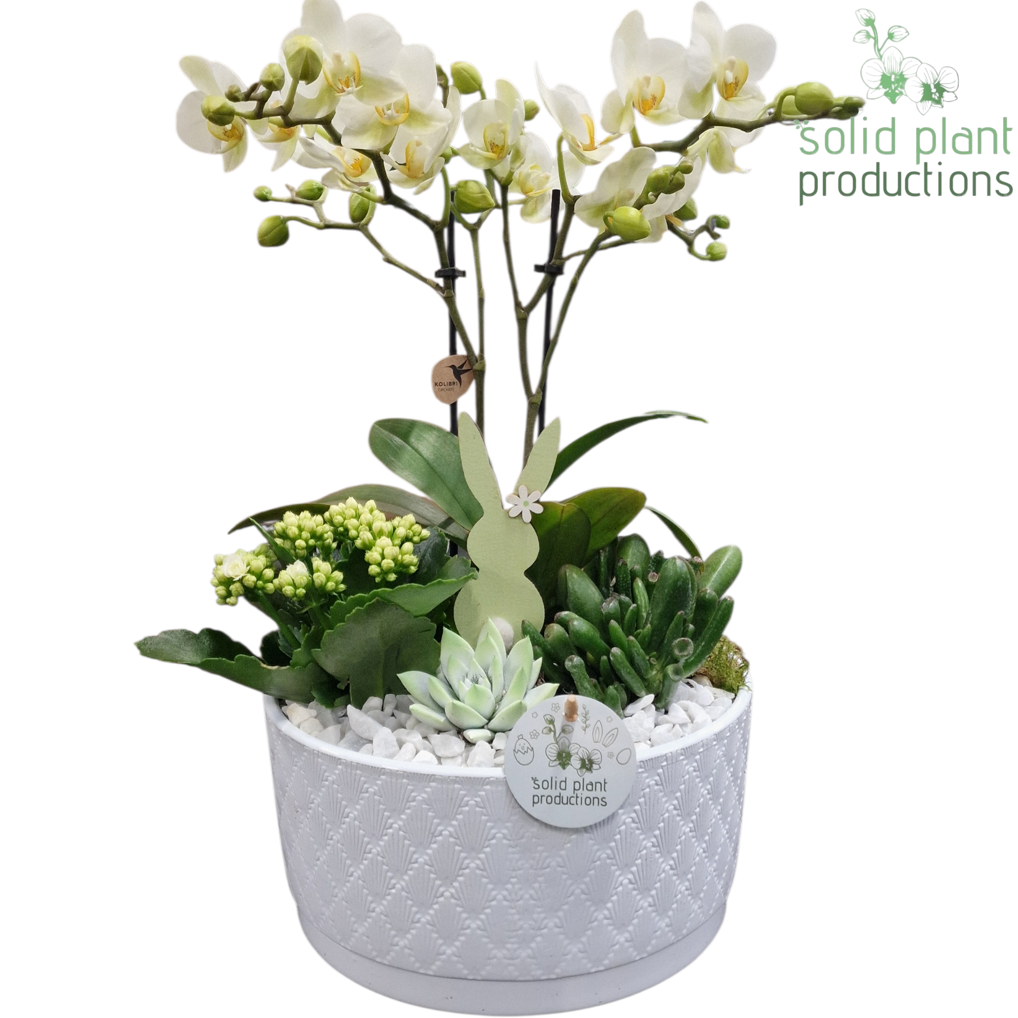 PE004 Stella White Easter, D 22