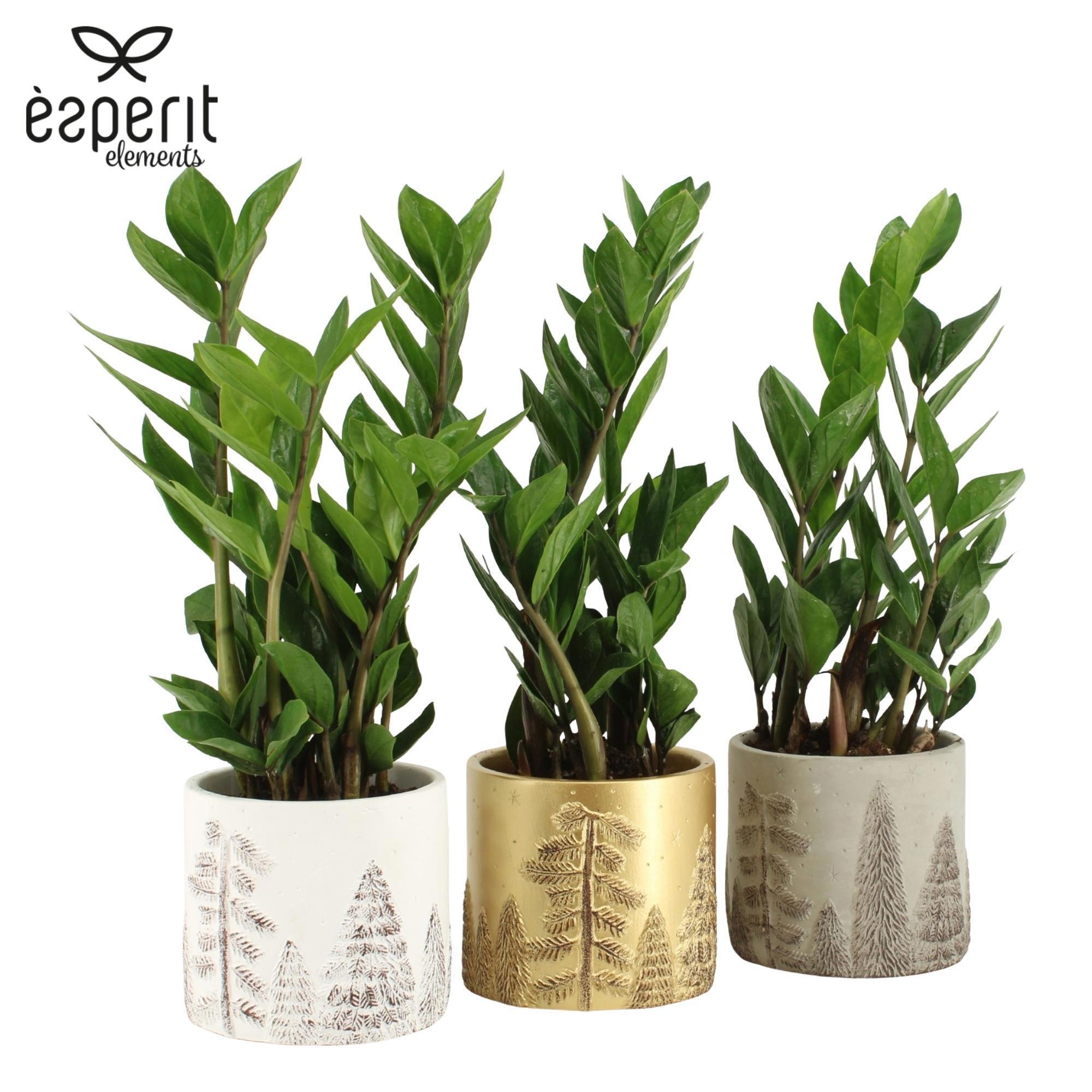 6501327: Solutionss X-mas, D 12