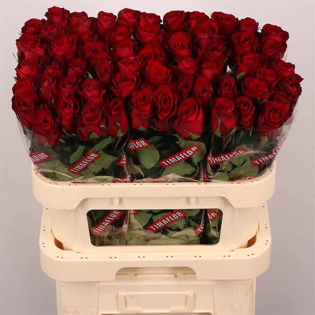 Роза од. Мадам Рэд 80, шт.