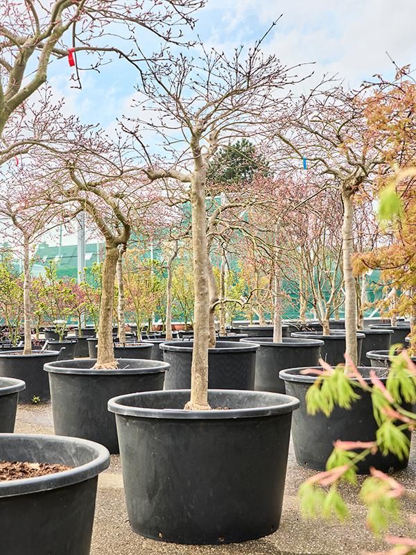 Acer pal. diss. 'Inaba-shidare', D 80