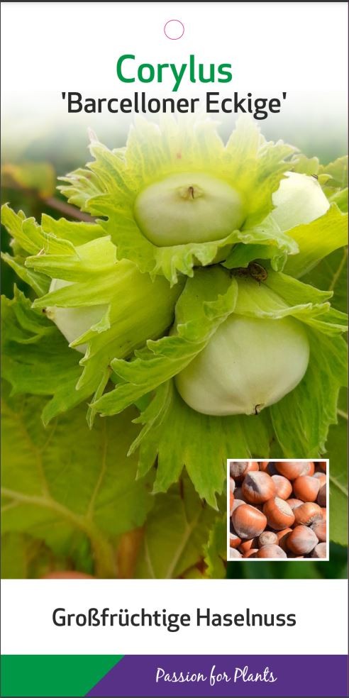 Corylus maxima 'Barcelloner Eckige' 80-100C5, D 23 cm