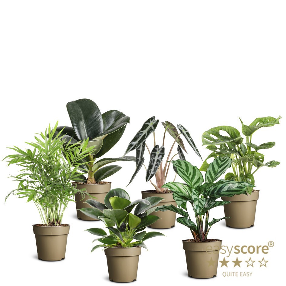 GREEN MIX 10991404 Green mix, D 9 cm