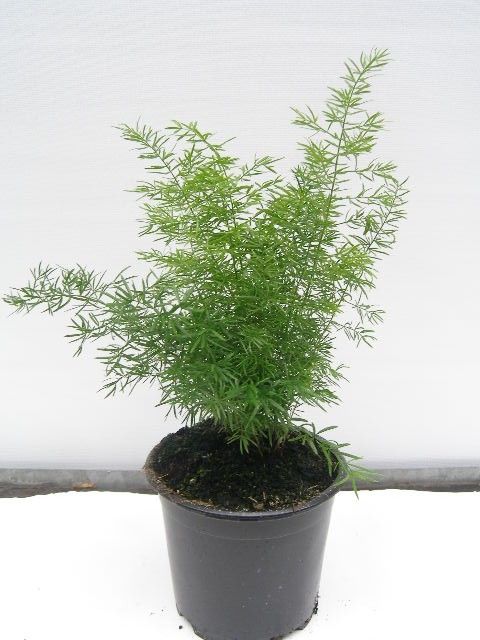 ASPARAGUS DENSIFLORUS 'MEYERII', D 12