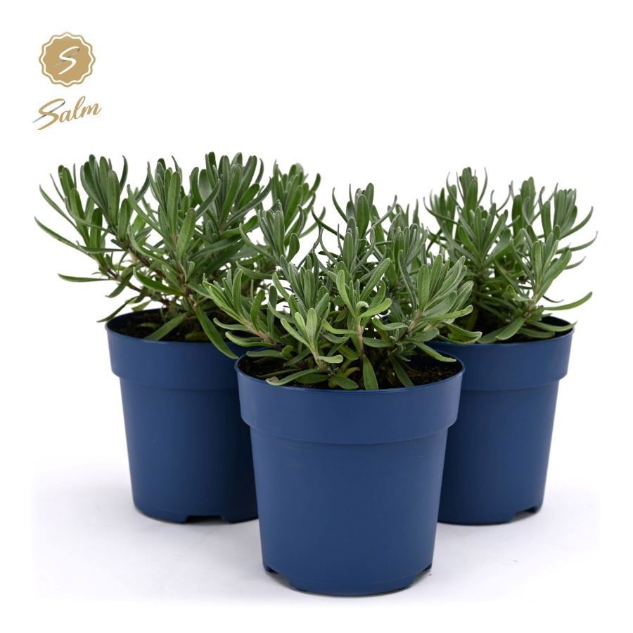 Lavandula ang. 'Felice'® Collection P10,5, D 10,5