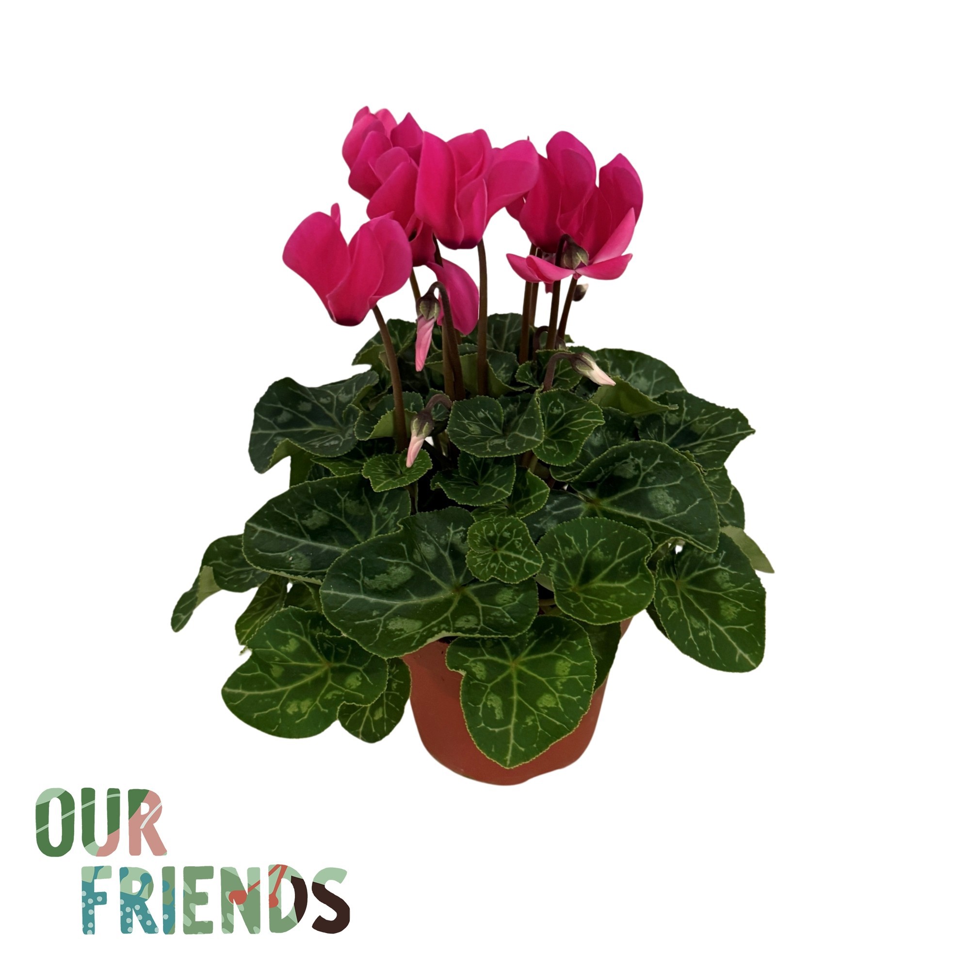 Cyclamen Elegante Neon Pink | Our Friends, D 12 cm