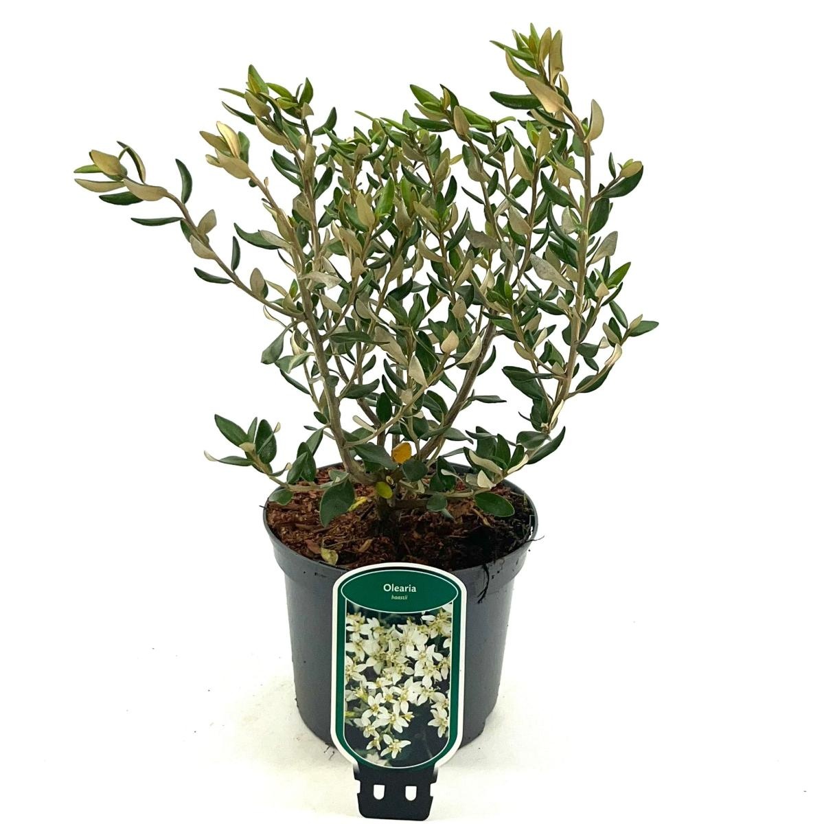 Olearia haastii, D 17 cm