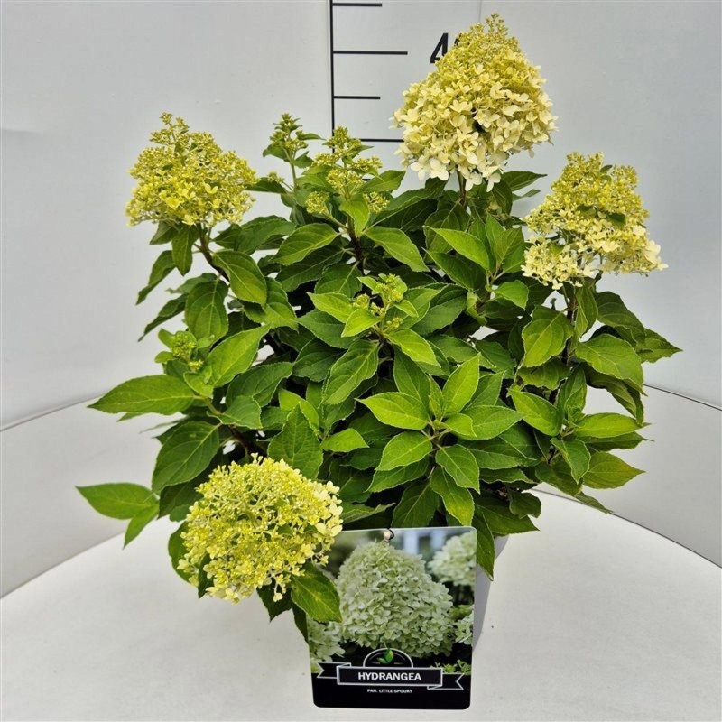 Hydrangea pan. Little Spooky, D 29