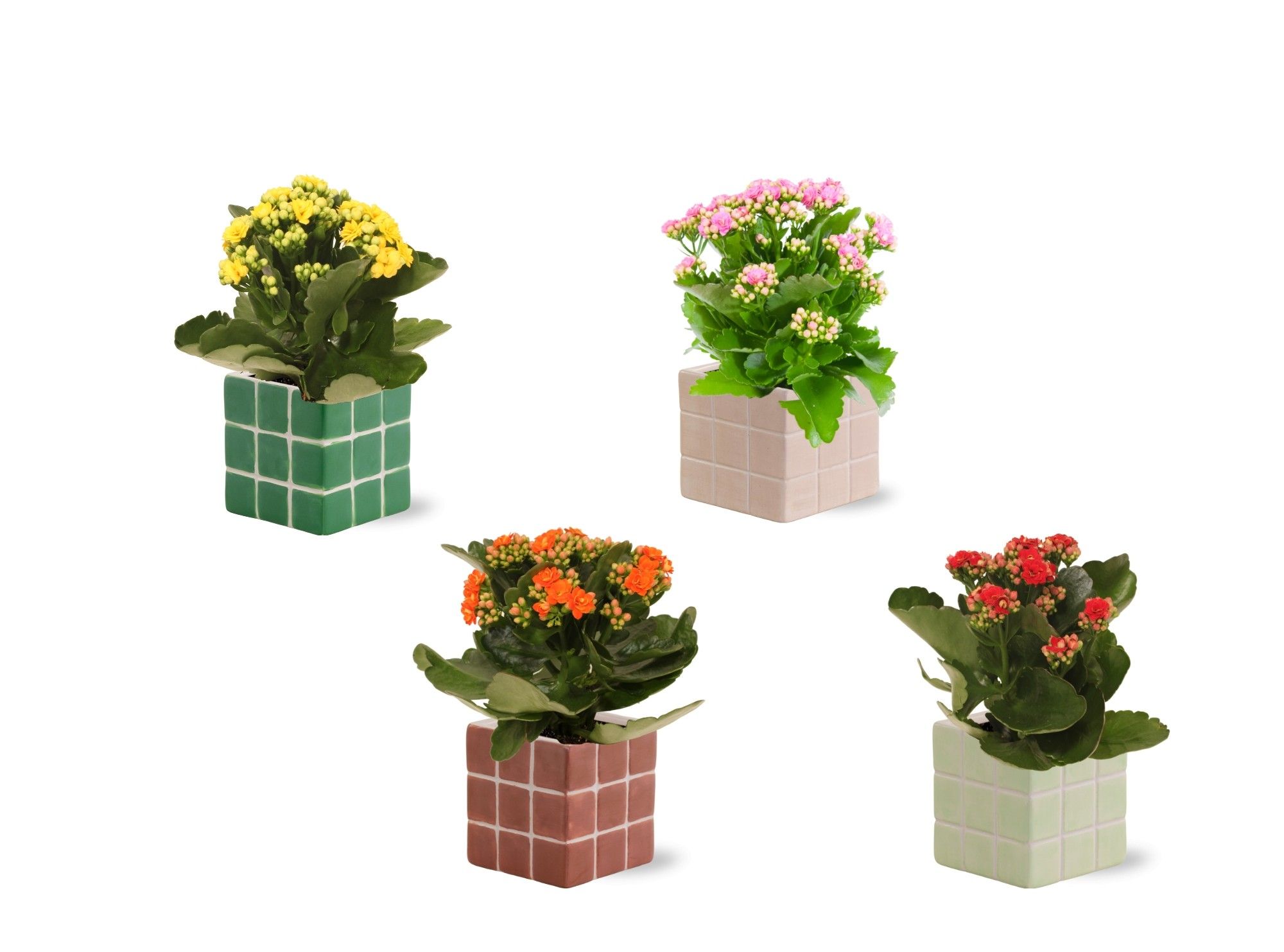Collectie 'Natural Bubble' - Kalanchoe in Pip keramiek, D 12
