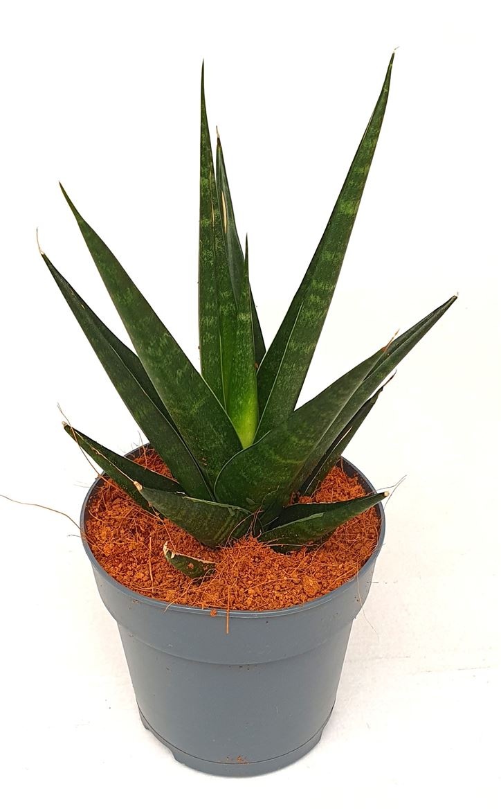 Sansevieria 'Dark Lady', D 12