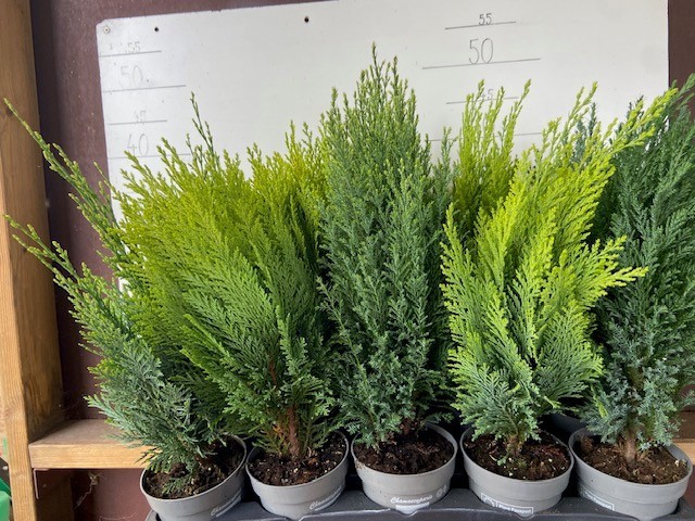 Coniferen overig gemengd, D 11 cm