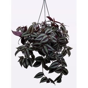 Tradescantia 'Zebrina', D 19