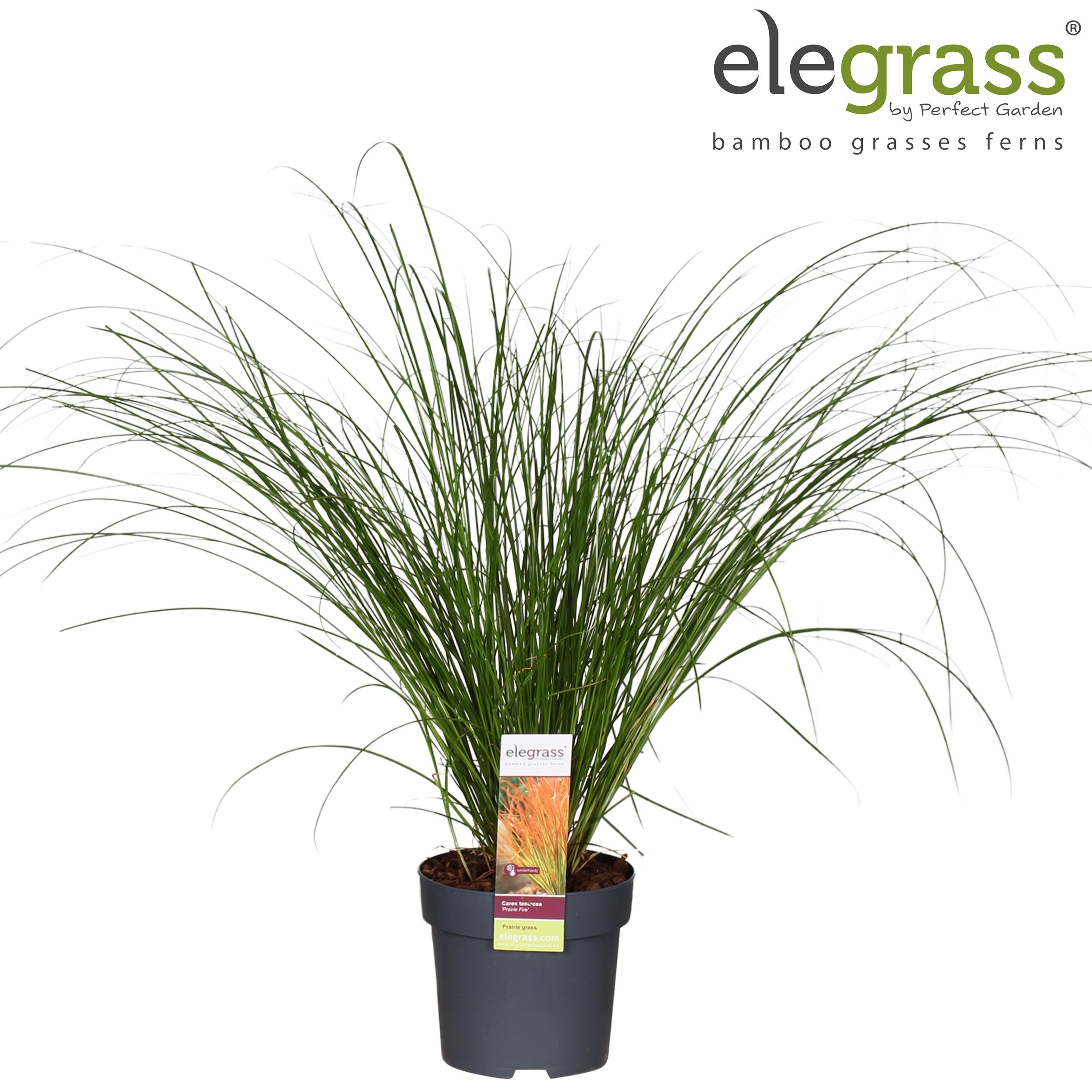 Carex testacea Prairie Fire P14, D 14
