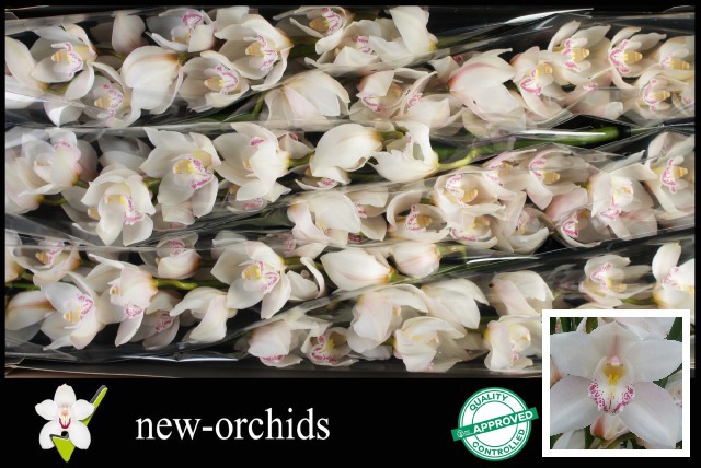 Цимбидиум Стеффи x6 80, шт.