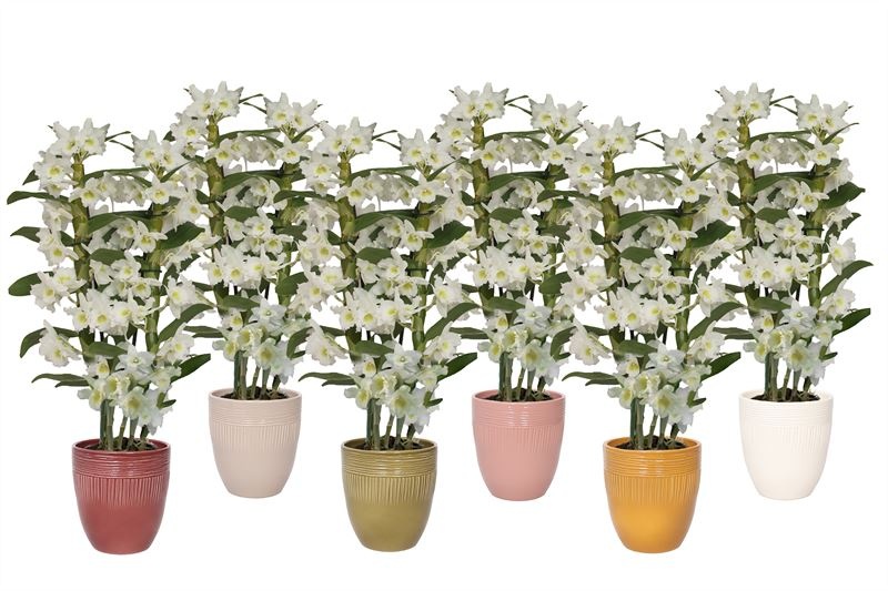 Hugo p12 double lines mix Dendr Nobile Apollon 2T16+tros regular, D 12 cm