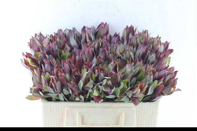 Леукадендрон Сеньорита 50, шт.