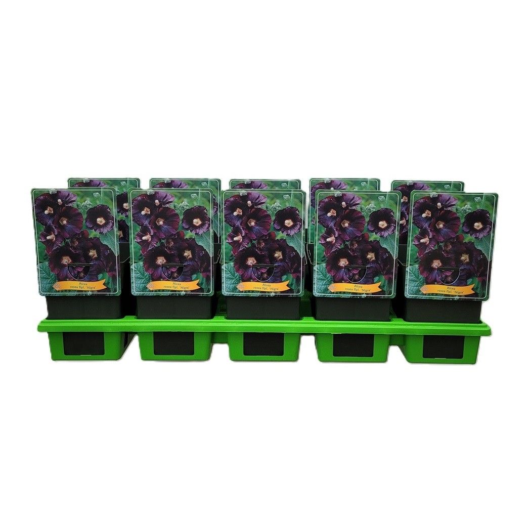 Alcea rosea flpl. 'Nigra' P11, D 11 cm