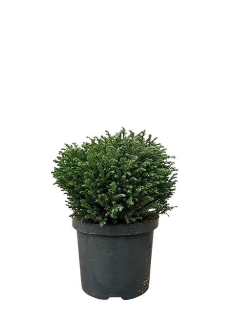 Chamaecyparis p. 'Blue Moon', D 23