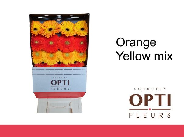 Гербера Овериг, шт.