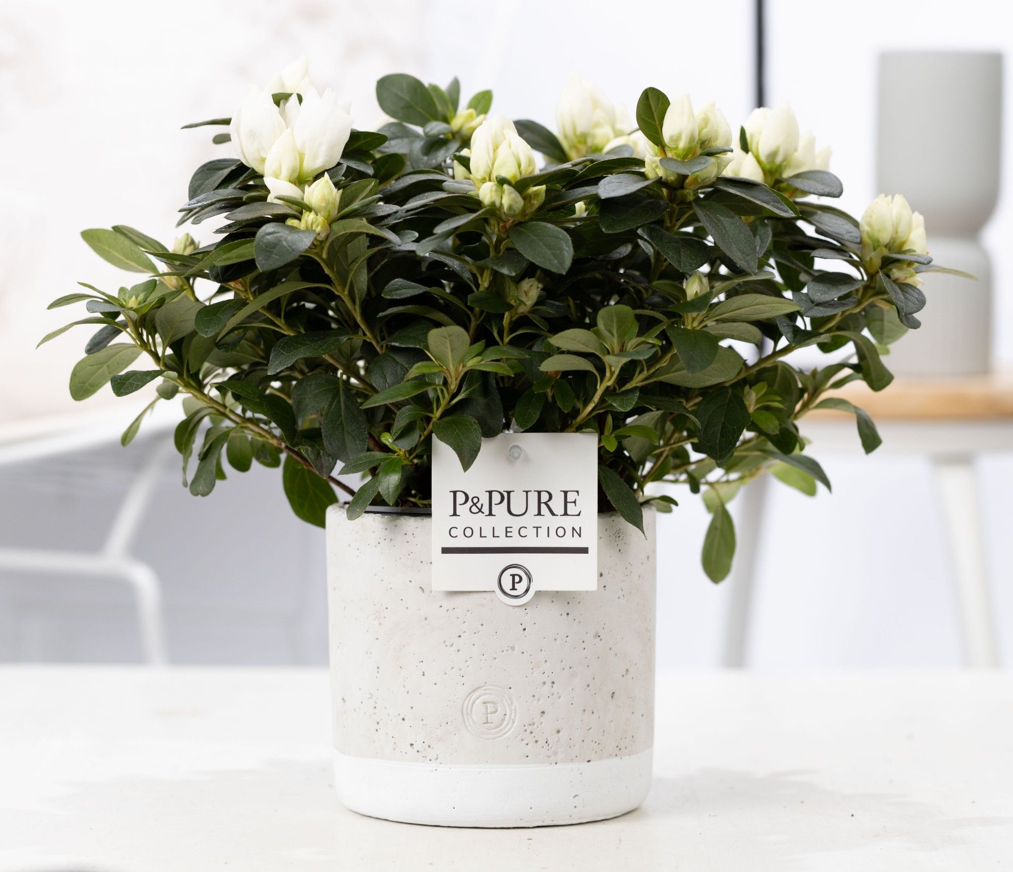 Azalea P&PURE Collection Jade keramiek wit (kopie), D 12