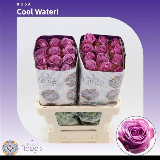 Роза од. Кул Вотер! 60, шт.