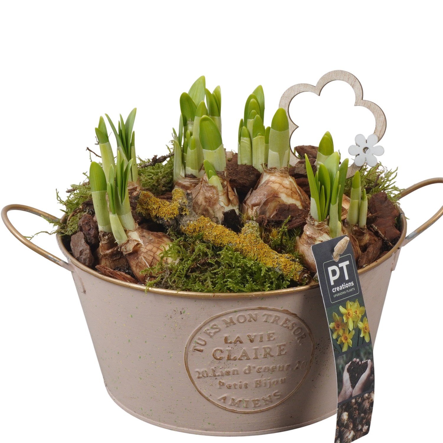 PTN8554 Arrangement Narcissus in zink pot, D 20