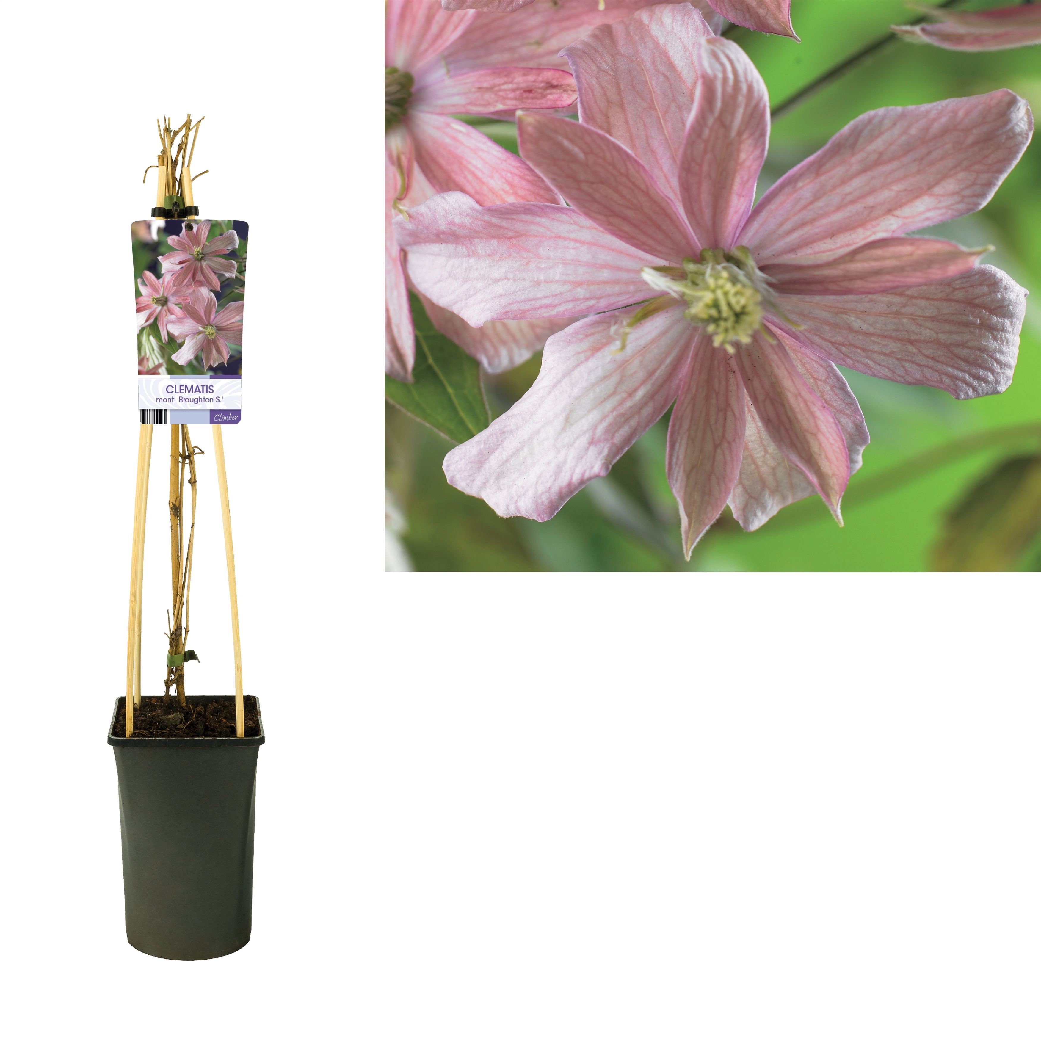 Clematis montana 'Broughton S.' +light label, D 17 cm