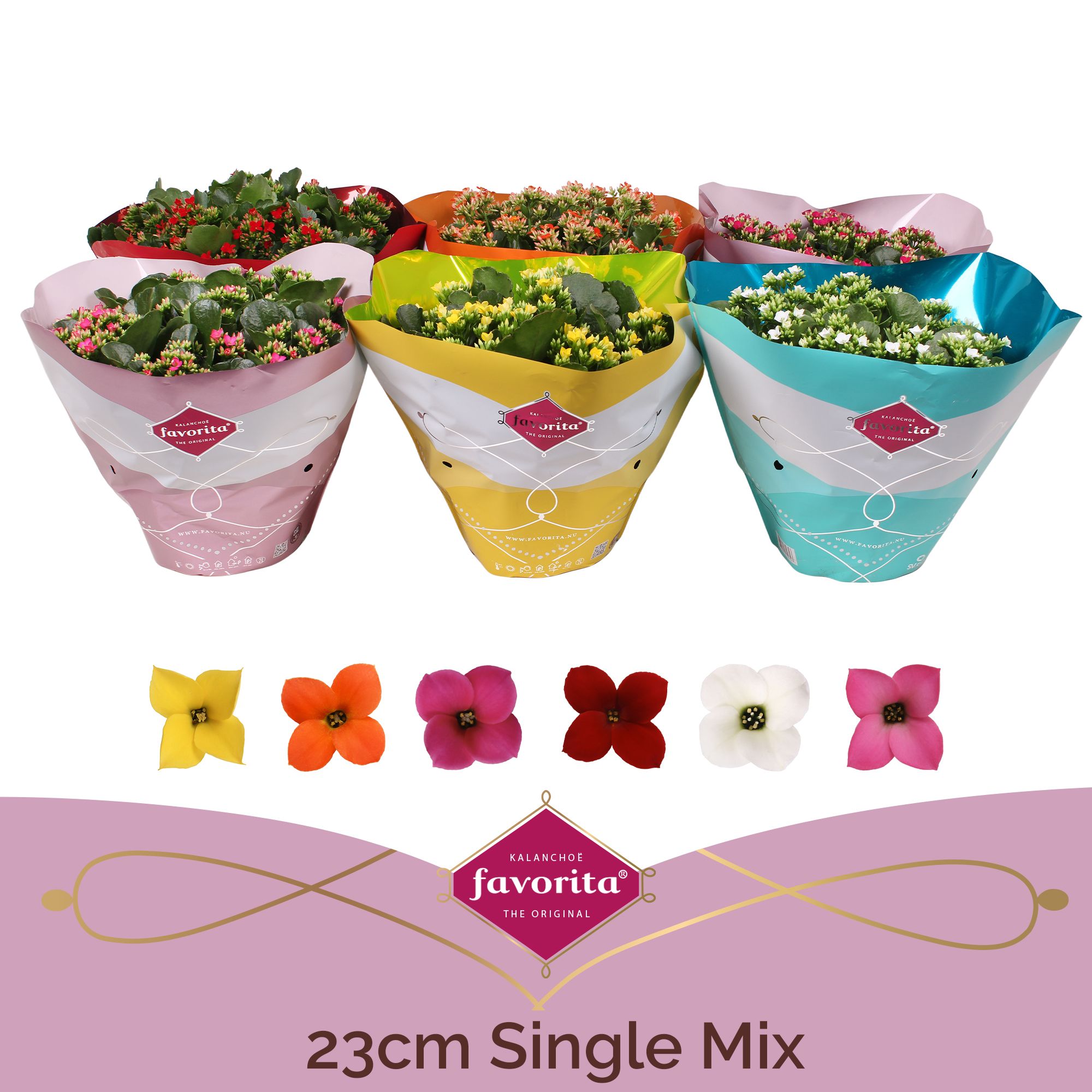 Kalanchoë Single Mix in SV.COloursleeve, D 23