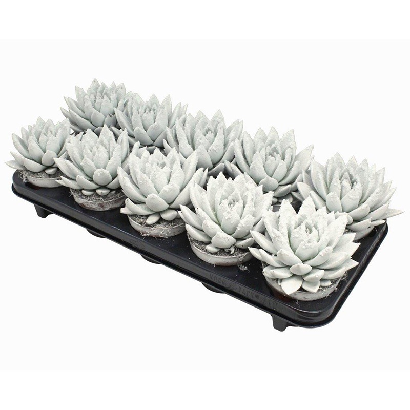 Miranda coloured white + snow, D 10,5 cm