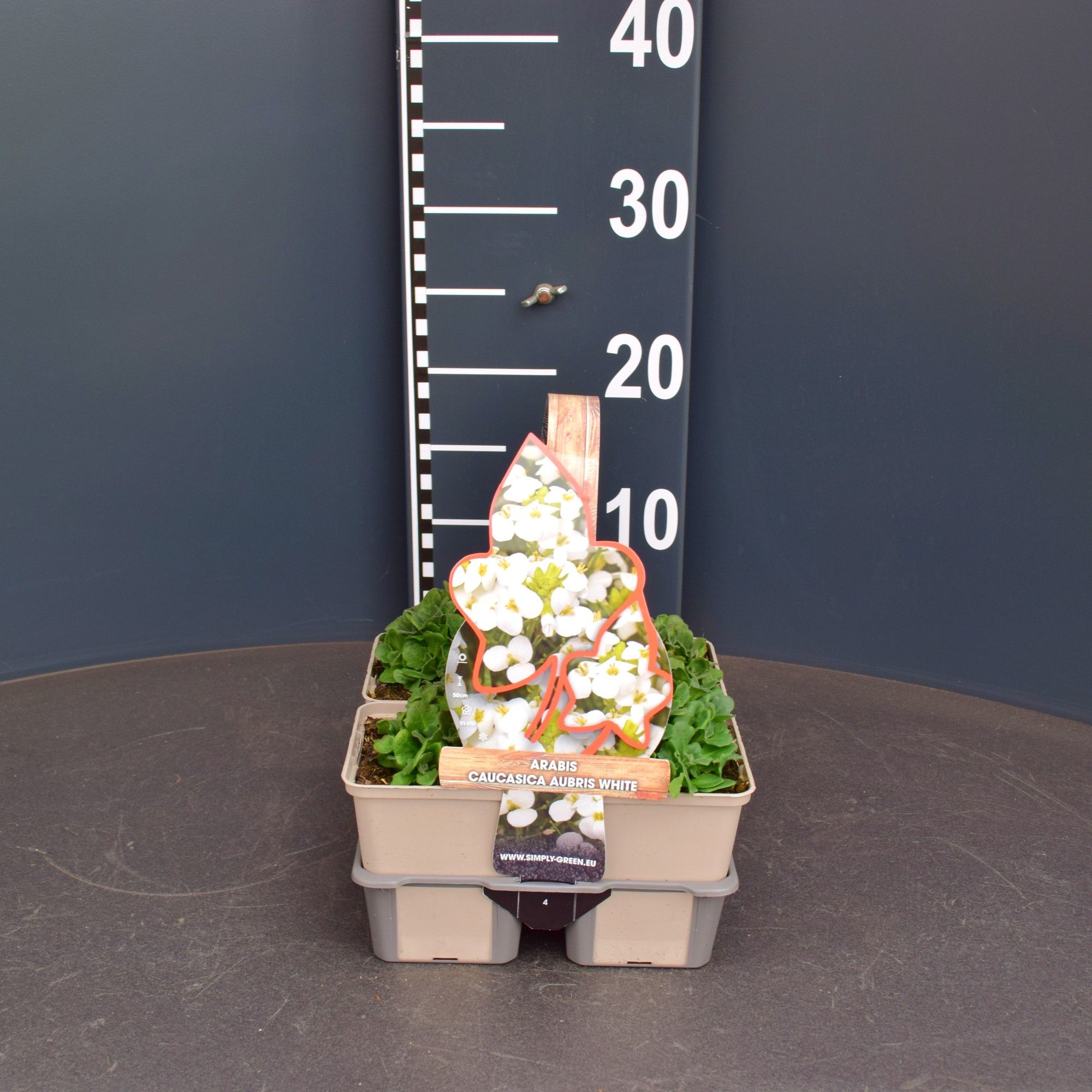 Arabis caucasica aubris white (4-pack), D 9