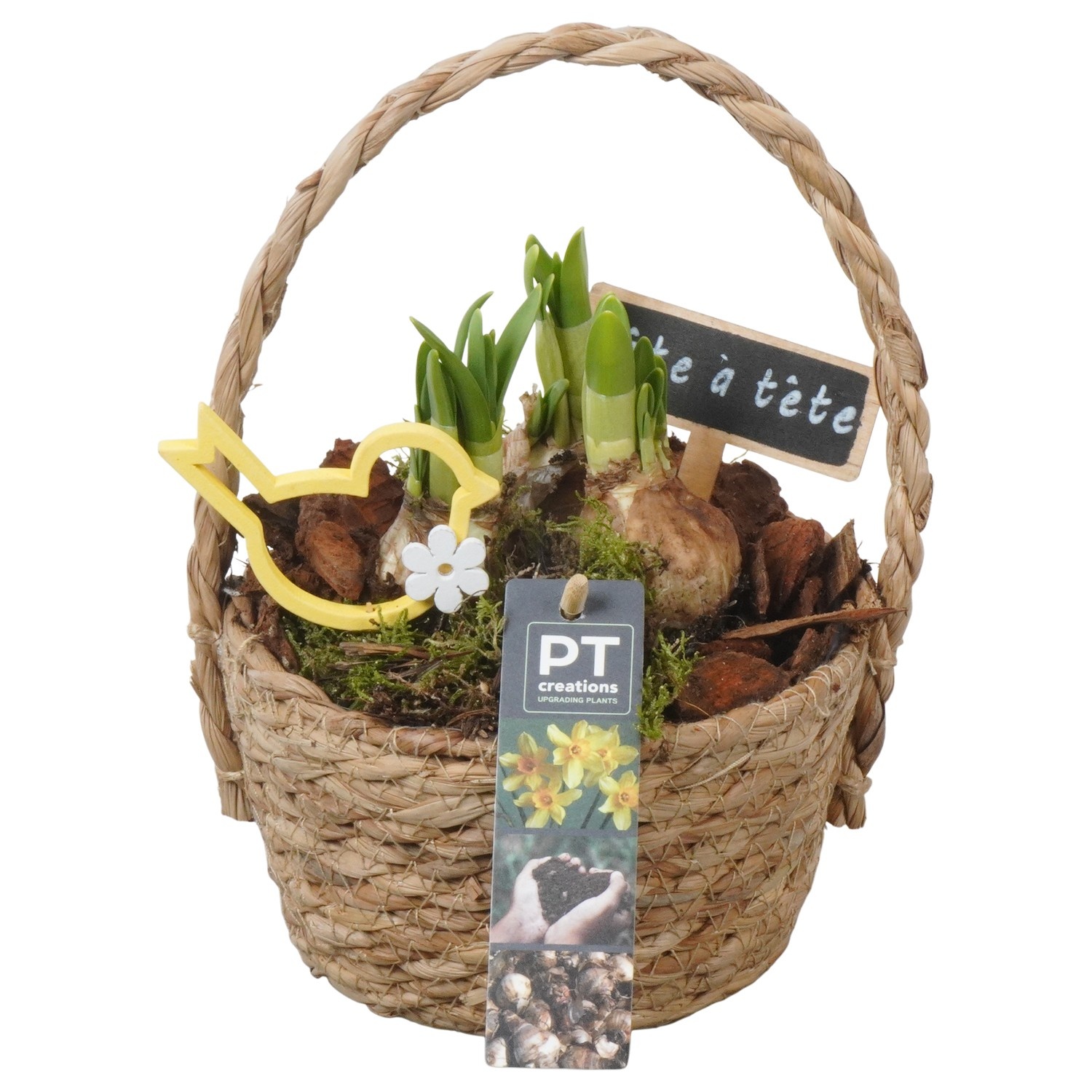 PTN8608 Arrangement Narcissus in rieten mand, D 15