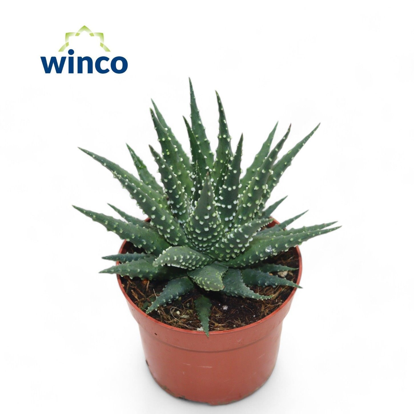 Haworthia Margaritifera, D 10,5