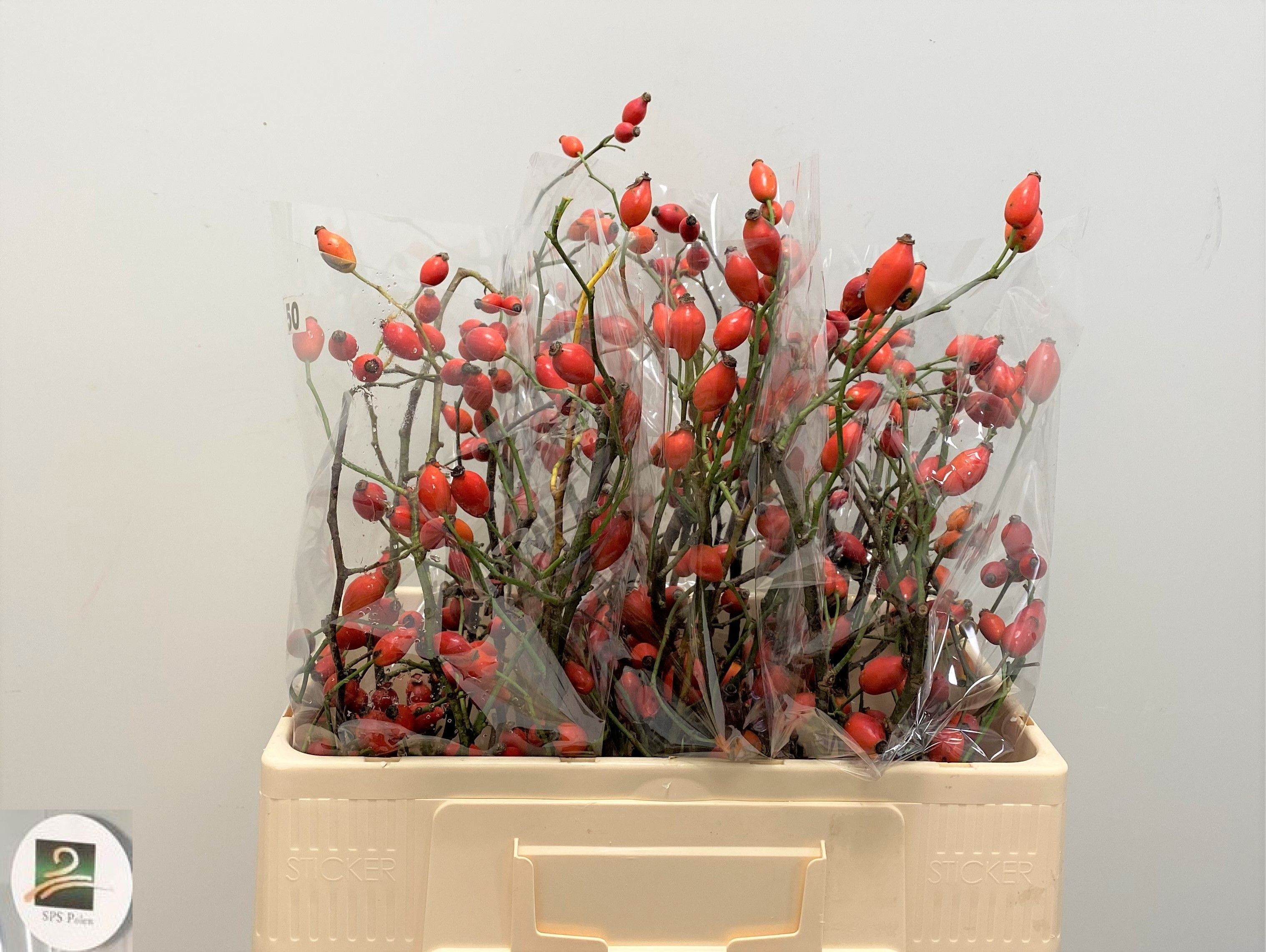 Рузботель Заффиро 50, шт. Рузботель Заффиро 50, шт.