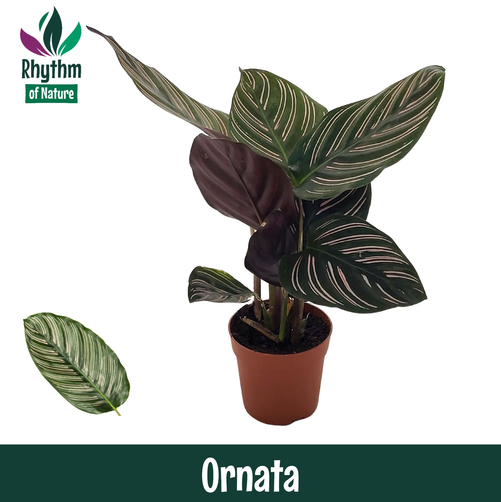 Calathea 7cm Ornata, D 7 cm Calathea 7cm Ornata, D 7 cm