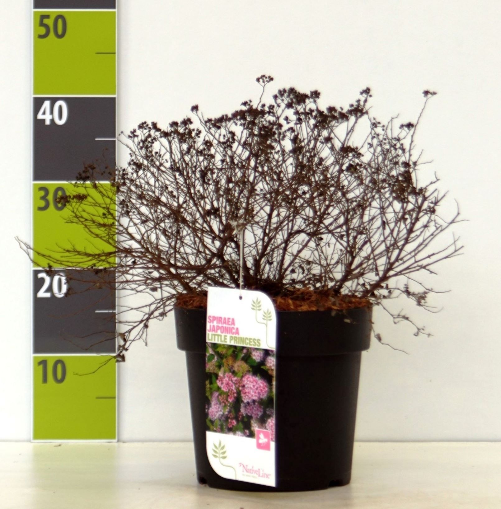Spiraea japonica 'Little Princess' C 4,6, D 23