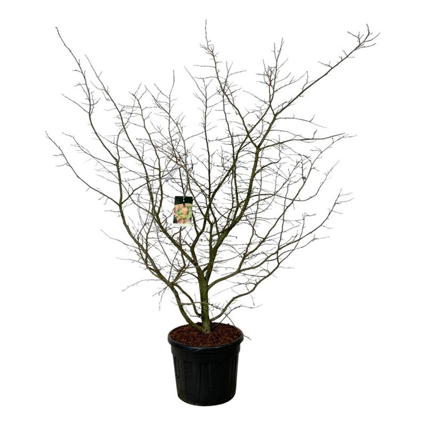 Parrotia persica, D 60