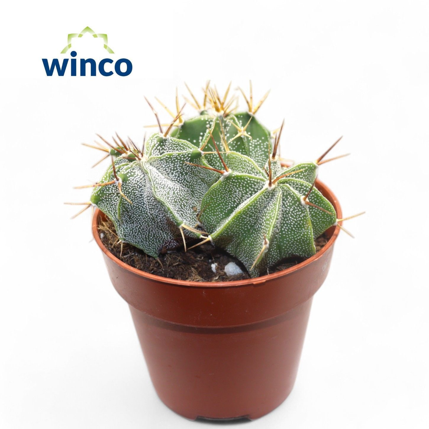 Astrophytum Ornatum (Group), D 8,5