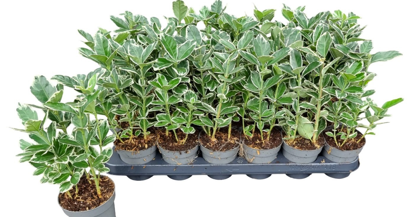 Euonymus jap. Kathy lang p9,5, D 9,5